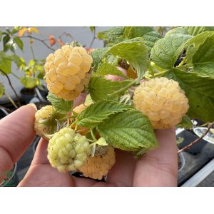 Malina žltá (Rubus idaeus) 'GOLDEN BLISS' ®, výška: 50-70 cm, kont. C1.5L/C2L