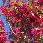 Okrasná jabloň (Malus) ´COCCINELLA´ - výška 260-290 cm, kont. C180L - VIACKMENNÁ