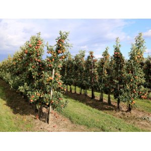 Stĺpovitá jabloň (Malus domestica) ´WALTZ®´ - jesenná , výška 180-200 cm, kont. C35L