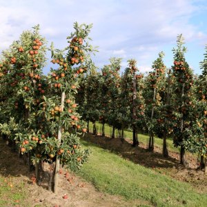 Stĺpovitá jabloň (Malus domestica) ´WALTZ®´ - jesenná , výška 180-200 cm, kont. C35L