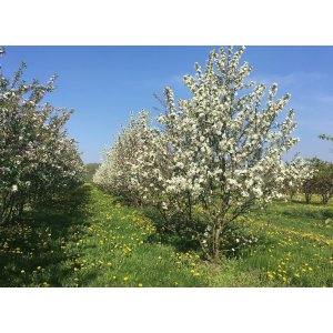 Okrasná jabloň (Malus) ´EVERESTE´ ® - výška 150-200 cm, obvod kmeňa 4/6 cm, kont. C12.5L