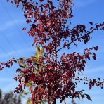 Okrasná jabloň ( Malus )´COCCINELLA´ výška: 200-250 cm, obvod kmeňa 8/10 cm, kont. C35L