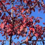 Okrasná jabloň ( Malus )´COCCINELLA´ výška: 300-250 cm, obvod kmeňa 8/10 cm, kont. C50L