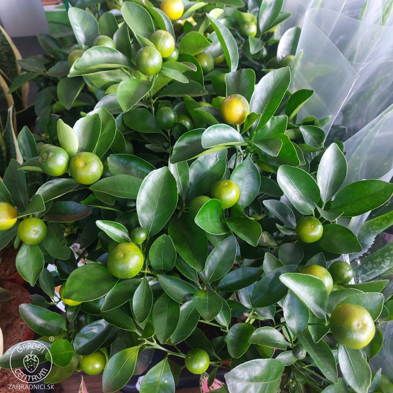 Obrázok Mandarínka (Citrus × microcarpa) ´CALAMONDIN´ – výška 20–30 cm, kont. C2L – MINI KMIENOK