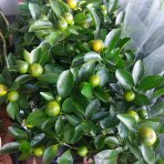 Mandarínka (Citrus × microcarpa) ´CALAMONDIN´ – výška 20–30 cm, kont. C2L – MINI KMIENOK