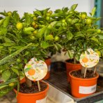 Mandarínka (Citrus × microcarpa) ´CALAMONDIN´ – výška 20–30 cm, kont. C2L – MINI KMIENOK