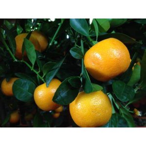 Mandarínka (Citrus mitis) ´CALAMONDIN´ - výška 130-150 cm, kont. C30L