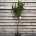 Mandľovník (Prunus amygdalus) ´TEXAS´, výška 160-180 cm, obvod kmeňa: 4/6 cm, kont. C6L (-27°C)   