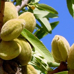 Mandľovník (Prunus amygdalus) ´TEXAS´, výška: 90-120 cm, kont. C3L (-27°C)   