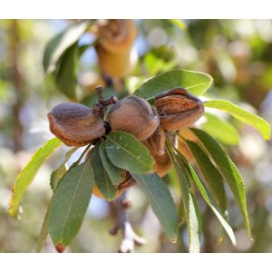 Mandľovník (Prunus dulcis) ´TEXAS´ - výška 150-170 cm, kont. C6L 