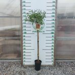 Mandľovník (Prunus dulcis) ´TEXAS´  - výška 140-170 cm, kont. C6L (-30°C) 
