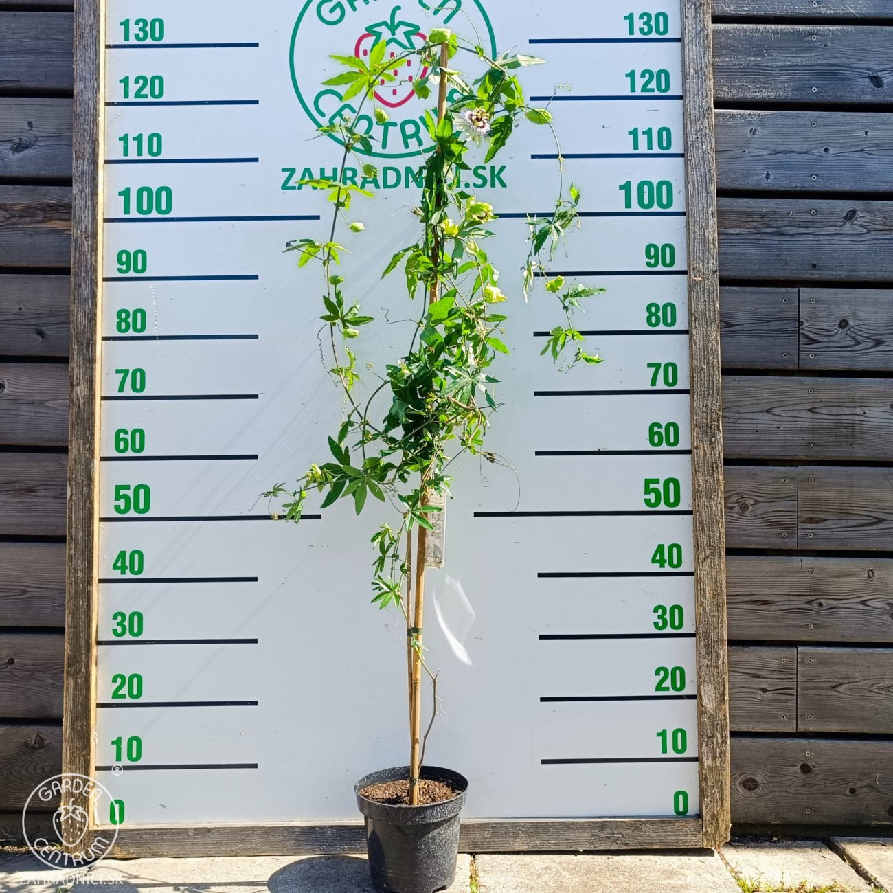Obrázok Marakuja - Múčenka belasá (Passiflora caerulea) - výška 160-190 cm, kont. C2L (-12°C)