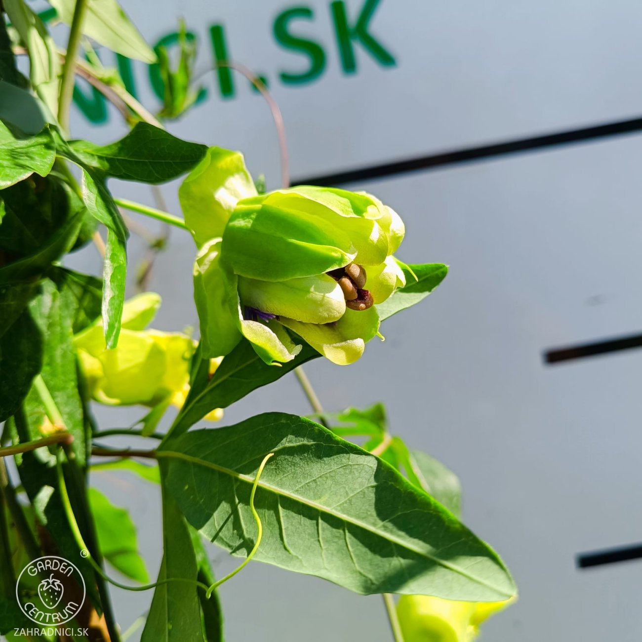 Obrázok Marakuja - Múčenka belasá (Passiflora caerulea) - výška 160-190 cm, kont. C2L (-12°C)