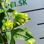 Marakuja - Múčenka belasá (Passiflora caerulea) - výška 160-190 cm, kont. C2L (-12°C)