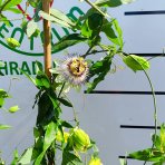Marakuja - Múčenka belasá (Passiflora caerulea) - výška 160-190 cm, kont. C2L (-12°C)