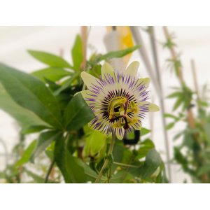 Marakuja - Múčenka (Passiflora) ´PURPLE HAZE´ - výška 160-190 cm, kont. C2L