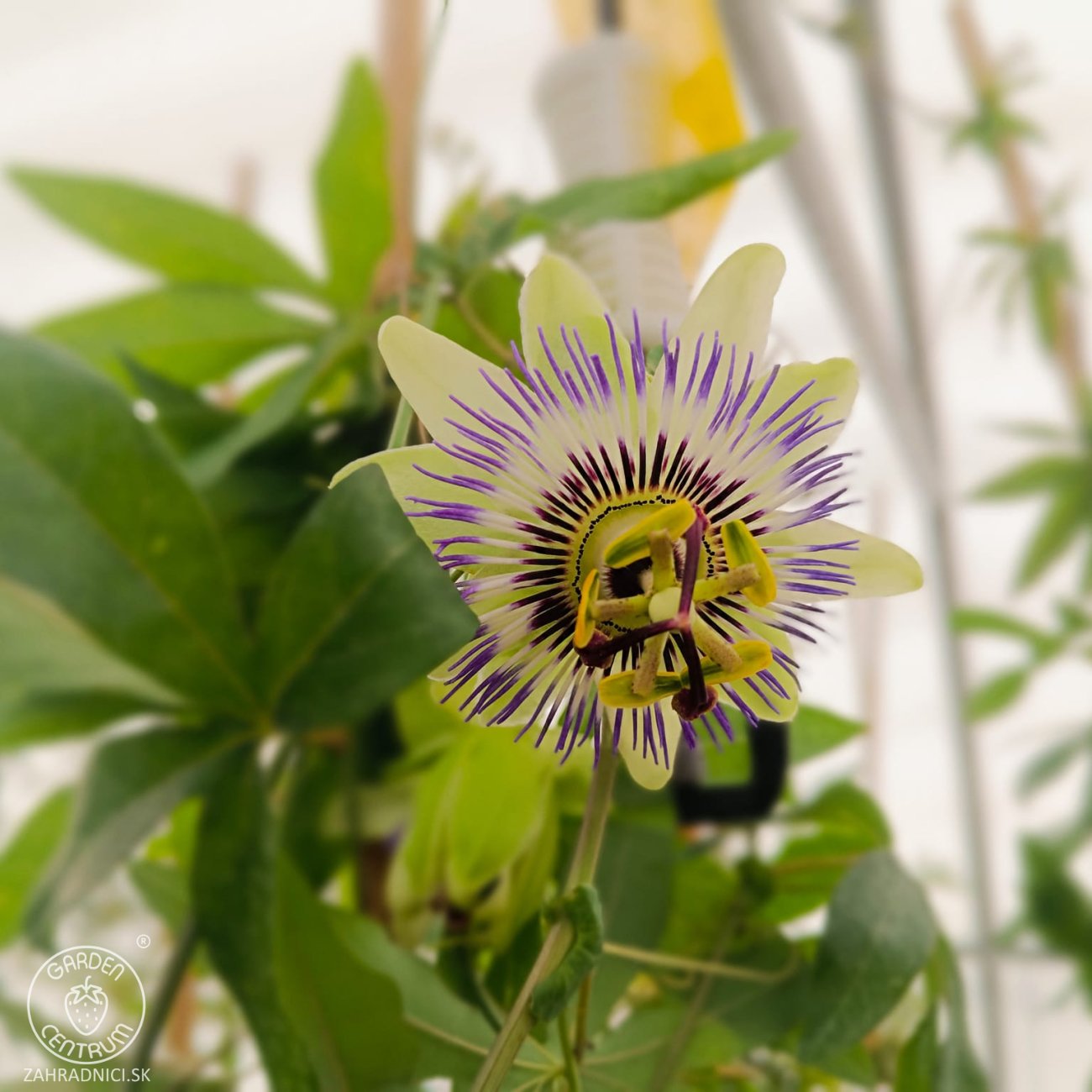 Obrázok Marakuja - Múčenka belasá (Passiflora caerulea) - výška 160-190 cm, kont. C2L (-12°C)