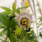 Marakuja - Múčenka belasá (Passiflora caerulea) - výška 160-190 cm, kont. C2L (-12°C)
