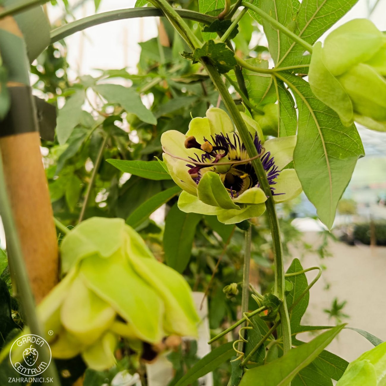 Obrázok Marakuja - Múčenka belasá (Passiflora caerulea) - výška 160-190 cm, kont. C2L (-12°C)