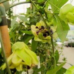 Marakuja - Múčenka belasá (Passiflora caerulea) - výška 160-190 cm, kont. C2L (-12°C)