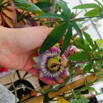 Marakuja - Múčenka belasá (Passiflora caerulea) - výška 160-190 cm, kont. C2L (-12°C)