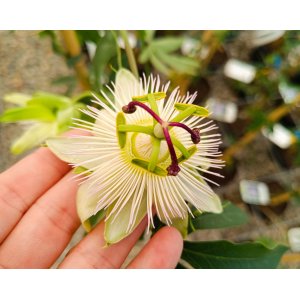 Múčenka belasá (Passiflora caerulea) ´CONSTANCE ELLIOTT´ - výška 150-180 cm, kont. C2L