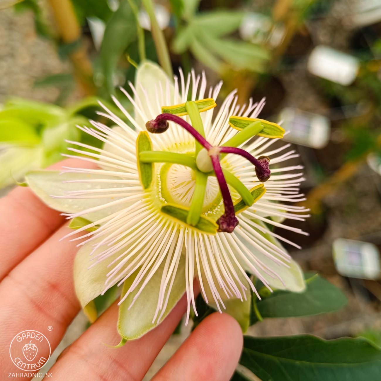 Obrázok Múčenka belasá (Passiflora caerulea) ´CONSTANCE ELLIOTT´ - výška 150-180 cm, kont. C2L
