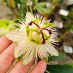 Múčenka belasá (Passiflora caerulea) ´CONSTANCE ELLIOTT´ - výška 150-180 cm, kont. C2L