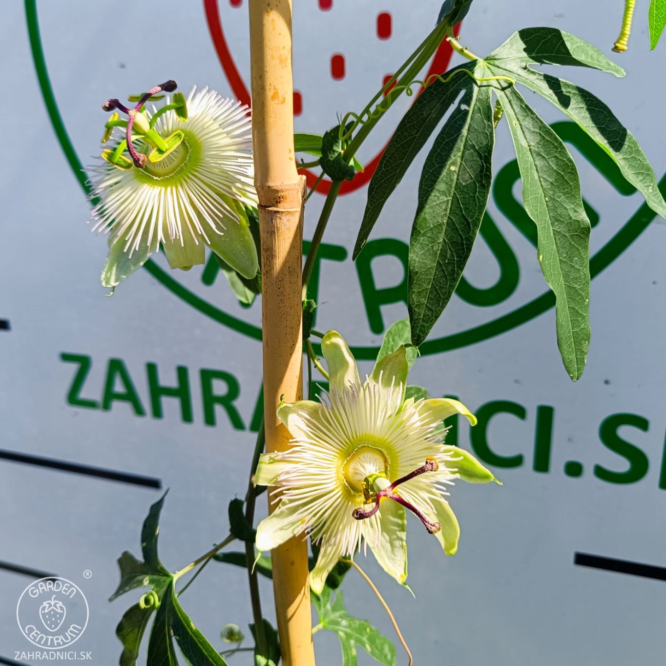 Obrázok Múčenka belasá (Passiflora caerulea) ´CONSTANCE ELLIOTT´ - výška 150-180 cm, kont. C2L