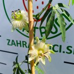 Múčenka belasá (Passiflora caerulea) ´CONSTANCE ELLIOTT´ - výška 150-180 cm, kont. C2L