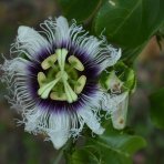 Marakuja - Múčenka belasá (Passiflora caerulea) - výška 90-120 cm, kont. C2L