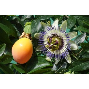 Marakuja - Múčenka belasá (Passiflora caerulea) ´CLEAR SKY´ - výška 40-60 cm, kont. P9 (-12°C)