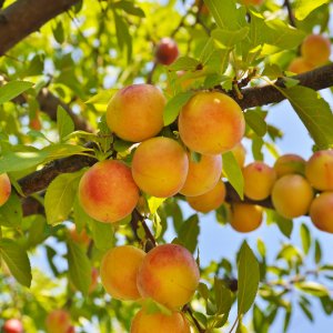 Marhuľa (Prunus armeniaca) ´BERGERON´ - neskorá, výška: 130-150 cm, kont. C6L