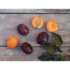 Marhuľo-slivka DUO 2in1 (Prunus hybrid) ´GOLDRICH+ČAČANSKÁ LEPOTICA´  - výška 110-150 cm, voľnokorenná, stredne skorá