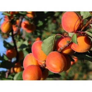 Mini marhuľa nízkokmenná (Prunus armeniaca) ´APRIGOLD´® - stredne skorá, výška 50-70 cm - voľnokorenná