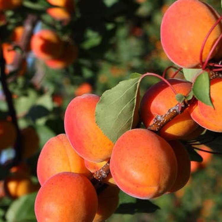 Mini marhuľa nízkokmenná (Prunus armeniaca) ´APRIGOLD´® - stredne skorá, výška 50-70 cm - voľnokorenná