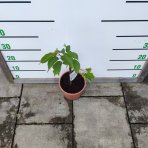 Mini marhuľa nízkokmenná (Prunus armeniaca) ´APRIGOLD´® - stredne skorá, výška 40-60 cm, kont. C3.5L