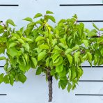 Nízkokmenná marhuľa stĺpovitá (Prunus armeniaca) ´APRIGOLD´ - stredne skorá, výška 70-90 cm, kont.C10L