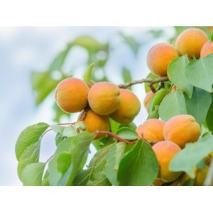 Marhuľa obyčajná (Prunus armeniaca) ´BERGERON´  - neskorá, výška 170-200 cm – voľnokorenná
