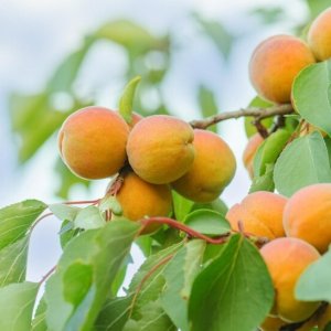 Marhuľa obyčajná (Prunus armeniaca) ´BERGERON´  - neskorá, výška 170-200 cm – voľnokorenná