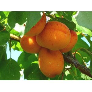 Marhuľa obyčajná (Prunus armeniaca) ´ROUGE DE ROUSSILLON´ - neskorá, výška 200-250 cm, obvod kmeňa: 6/8 cm, kont. C10L