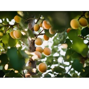 Stĺpovitá marhuľa (Prunus armeniaca) ´COMPACTA´ - stredne skorá - výška 160-190 cm, voľnokorenná