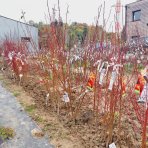 Marhuľa obyčajná (Prunus Armeniaca) ´SOMO´ - neskorá, výška 180-200 cm - voľnokorenná