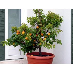 Mini marhuľa nízkokmenná (Prunus armeniaca) ´APRIGOLD´® - stredne skorá, výška 80-100 cm, kont. C10L