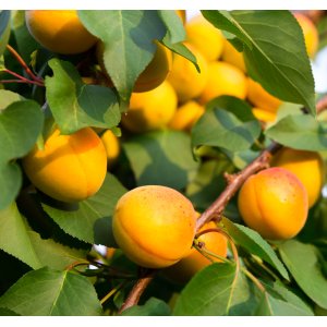 Marhuľa obyčajná (Prunus armeniaca) ´SUNGIANT´ - stredne skorá, výška 260-290 cm, obvod kmeňa 6/8 cm, kont. C6L 