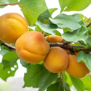 Marhuľa obyčajná (Prunus armeniaca) ´POLONAIS´ - výška 140-160 cm, obvod kmeňa 4/6 cm, kont. C10L 