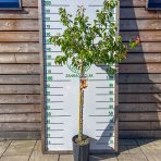 Marhuľa obyčajná (Prunus armeniaca) ´POLONAIS´ - výška 140-160 cm, obvod kmeňa 4/6 cm, kont. C10L 