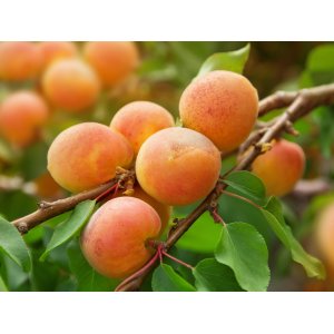 Marhuľa obyčajná (Prunus Armeniaca) ´SOMO´ - neskorá, výška 170-200 cm - voľnokorenná