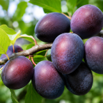 Marhuľo-slivka (Prunus hybrid) ‘SHARKY BLACK’- výška 110-130 cm, kont. C7L, stredne skorá