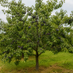 Marhuľo-slivka (Prunus hybrid) ‘SHARKY BLACK’- výška 110-130 cm, kont. C7L, stredne skorá